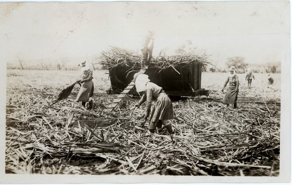 Four Japanese women are processing sugarcanes.